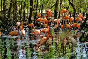 Como-Llegar-al-Aviario-Nacional-de-Colombia-Barú-5