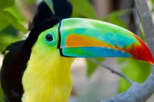 Tucan